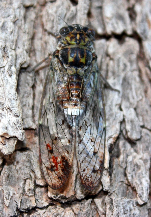 Cicada orni